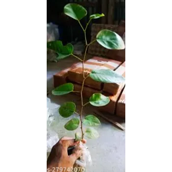 Forest Sandalwood Plants